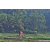 Team 324 / Raid Amazones Sri Lanka 2023 - J5 VTT