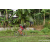Team 302 / Raid Amazones Sri Lanka 2023 - J5 VTT