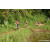 Team 321 / Raid Amazones Sri Lanka 2023 - J5 VTT
