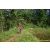 Team 71 / Raid Amazones Sri Lanka 2023 - J5 VTT