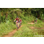 Team 310 / Raid Amazones Sri Lanka 2023 - J5 VTT