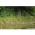 Team 331 / Raid Amazones Sri Lanka 2023 - J5 VTT