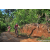 Team 38 / Raid Amazones Sri Lanka 2023 - J5 VTT