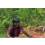 Team 82 / Raid Amazones Sri Lanka 2023 - J5 VTT