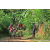 Team 313 / Raid Amazones Sri Lanka 2023 - J5 VTT