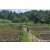 Team 324 / Raid Amazones Sri Lanka 2023 - J5 VTT