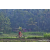 Team 314 / Raid Amazones Sri Lanka 2023 - J5 VTT