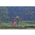 Team 314 / Raid Amazones Sri Lanka 2023 - J5 VTT
