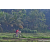 Team 315 / Raid Amazones Sri Lanka 2023 - J5 VTT