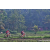 Team 60 / Raid Amazones Sri Lanka 2023 - J5 VTT