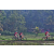 Team 313 / Raid Amazones Sri Lanka 2023 - J5 VTT