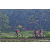 Team 60 / Raid Amazones Sri Lanka 2023 - J5 VTT