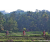 Team 21 / Raid Amazones Sri Lanka 2023 - J5 VTT