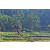 Team 03 / Raid Amazones Sri Lanka 2023 - J5 VTT