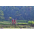 Team 41 / Raid Amazones Sri Lanka 2023 - J5 VTT