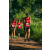 Team 336 / Raid Amazones Sri Lanka 2023 - J6 Trail