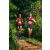 Team 42 / Raid Amazones Sri Lanka 2023 - J6 Trail
