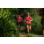 Team 43 / Raid Amazones Sri Lanka 2023 - J6 Trail