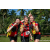 Team 317 / Raid Amazones Sri Lanka 2023 - J6 Trail