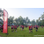 Team 29 / Raid Amazones Sri Lanka 2023 - J6 Trail