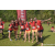 Team 301 / Raid Amazones Sri Lanka 2023 - J6 Trail