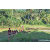 Team 55 / Raid Amazones Sri Lanka 2023 - J6 Trail