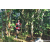 Team 319 / Raid Amazones Sri Lanka 2023 - J6 Trail