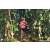 Team 05 / Raid Amazones Sri Lanka 2023 - J6 Trail