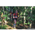 Team 317 / Raid Amazones Sri Lanka 2023 - J6 Trail