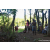 Team 315 / Raid Amazones Sri Lanka 2023 - J6 Trail