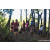 Team 315 / Raid Amazones Sri Lanka 2023 - J6 Trail