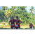 Team 22 / Raid Amazones Sri Lanka 2023 - J6 Trail