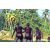 Team 331 / Raid Amazones Sri Lanka 2023 - J6 Trail