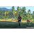 Team 40 / Raid Amazones Sri Lanka 2023 - J6 Trail