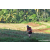 Team 11 / Raid Amazones Sri Lanka 2023 - J6 Trail