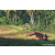 Team 79 / Raid Amazones Sri Lanka 2023 - J6 Trail