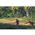 Team 17 / Raid Amazones Sri Lanka 2023 - J6 Trail