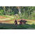 Team 314 / Raid Amazones Sri Lanka 2023 - J6 Trail