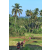 Team 51 / Raid Amazones Sri Lanka 2023 - J6 Trail