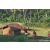 Team 27 / Raid Amazones Sri Lanka 2023 - J6 Trail