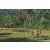Team 309 / Raid Amazones Sri Lanka 2023 - J6 Trail
