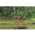 Team 09 / Raid Amazones Sri Lanka 2023 - J6 Trail