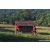 Team 09 / Raid Amazones Sri Lanka 2023 - J6 Trail