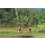 Team 19 / Raid Amazones Sri Lanka 2023 - J6 Trail