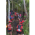 Team 12 / Raid Amazones Sri Lanka 2023 - J6 Trail