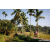 Team 26 / Raid Amazones Sri Lanka 2023 - J6 Trail