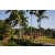 Team 79 / Raid Amazones Sri Lanka 2023 - J6 Trail