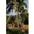 Team 30 / Raid Amazones Sri Lanka 2023 - J6 Trail