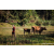 Team 53 / Raid Amazones Sri Lanka 2023 - J6 Trail