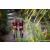 Team 63 / Raid Amazones Sri Lanka 2023 - J6 Trail